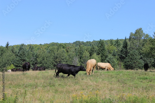 Cows grazing