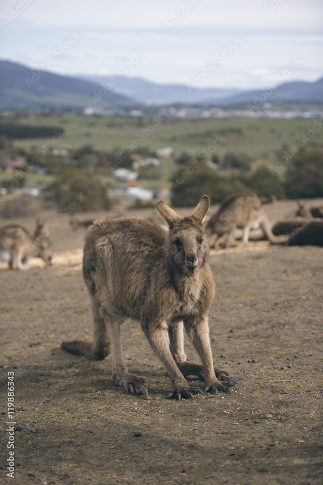 Fototapeta premium Group of Australian kangaroos outdoors during the day.