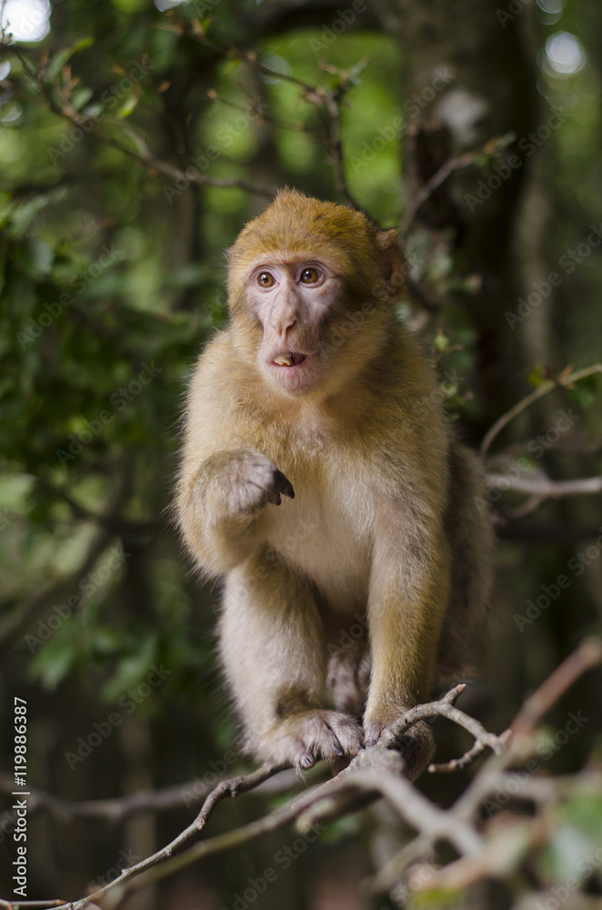 Barbary macaque in wildleif, Germany, Affenberg Barbary macaque in wildleif, Germany, Affenberg