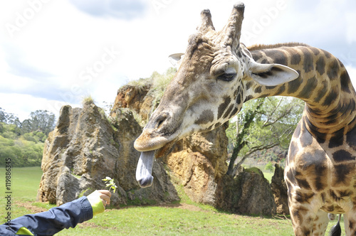 Fototapeta Naklejka Na Ścianę i Meble -  Child giving a branch to a giraffe for eating