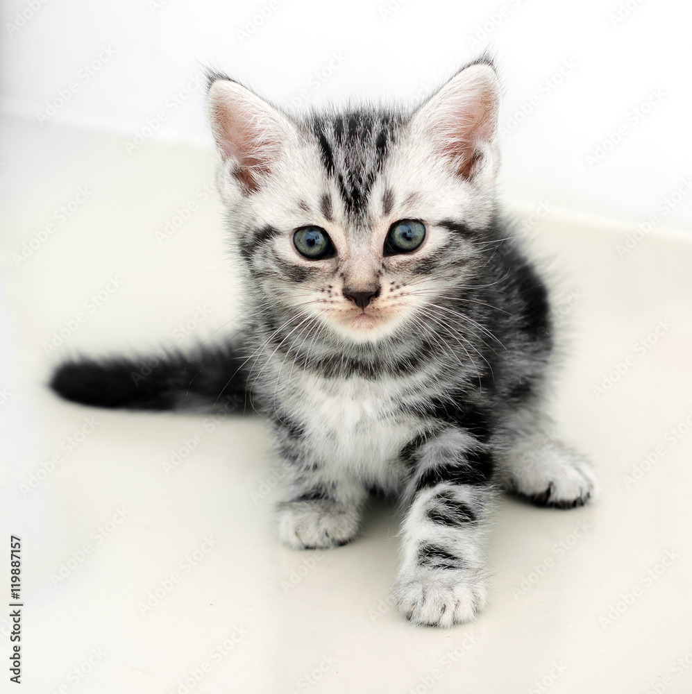 Cute American shorthair cat kitten with copy space Cute American shorthair cat kitten with copy space