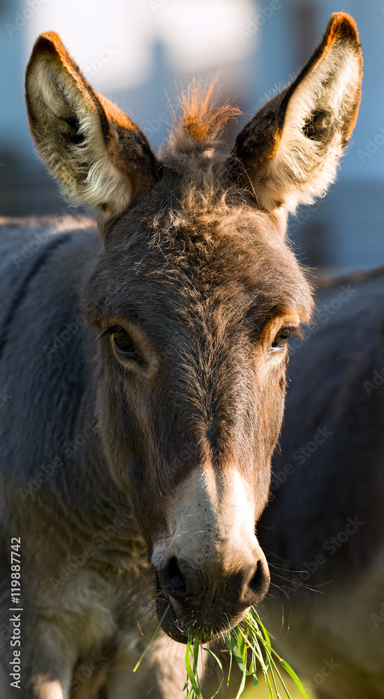 Donkey Eating Green Grass Photos Adobe Stock