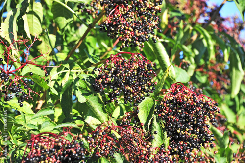 Elderberry on branch