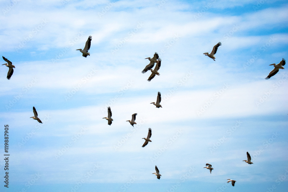 Pelicans flying against the blue sky (pelecanus onocrotalus)