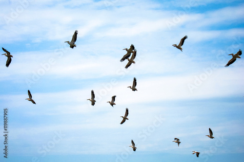 Pelicans flying against the blue sky (pelecanus onocrotalus)