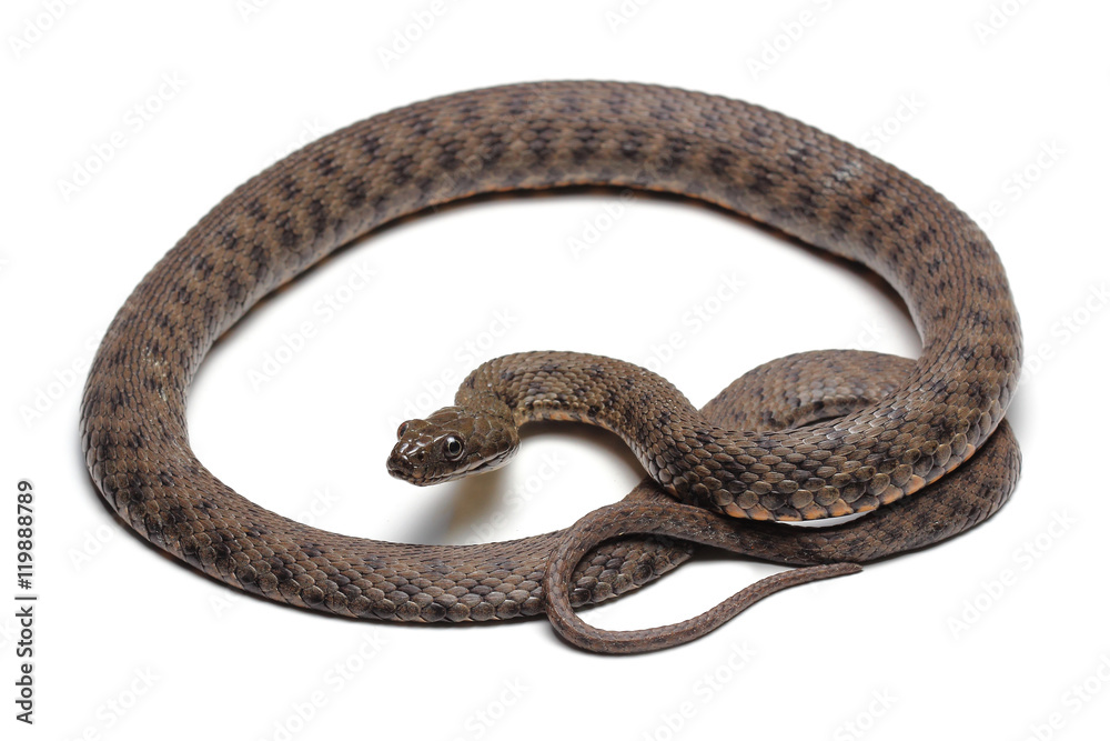 Fototapeta premium Dice snake (Natrix tessellata) na białym tle