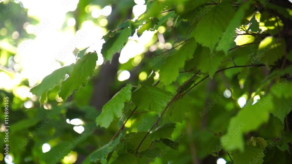 Sunshine with highlights through the spring green foliage Sunshine with highlights through the spring green foliage