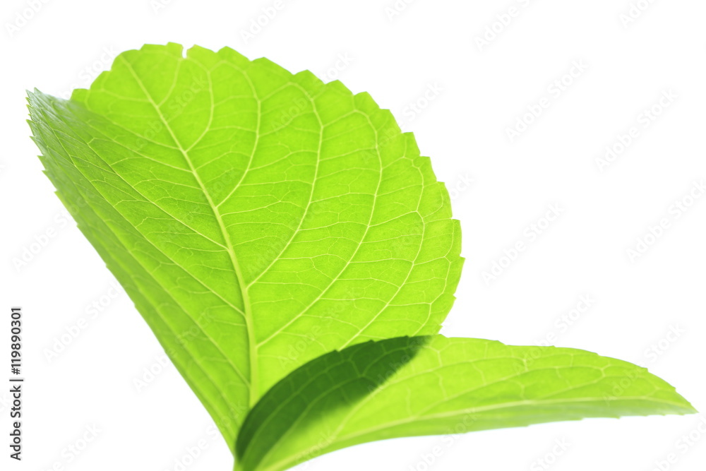 Fototapeta premium アジサイの若葉