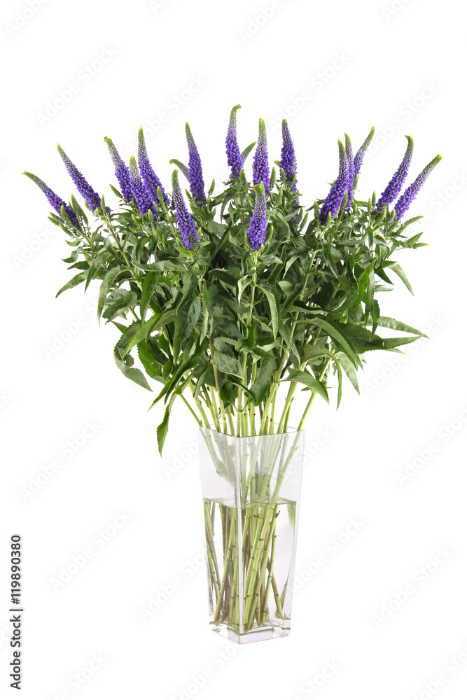 Fototapeta premium Flowers Veronica Isolated