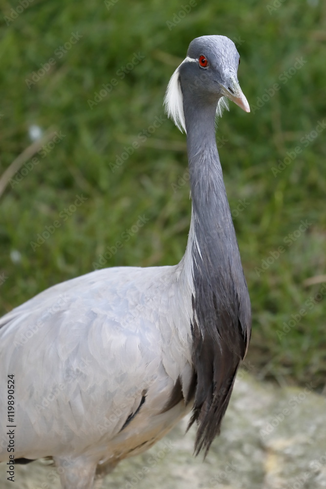 Fototapeta premium crane damsel bird