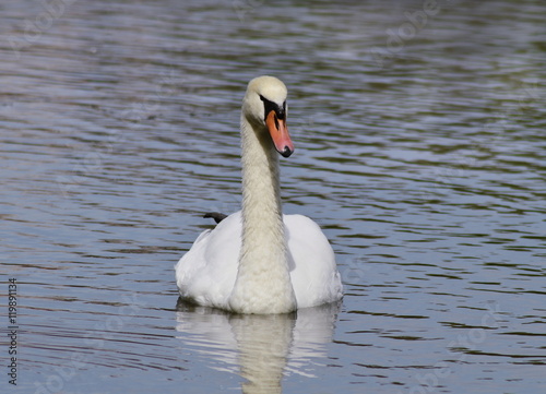 white swan swimming on the lake