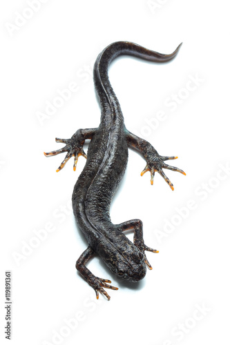 Great crested newt  Triturus cristatus  on white