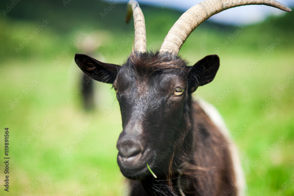 Ziege/Ziege auf einer Wiese Ziege/Ziege auf einer Wiese
