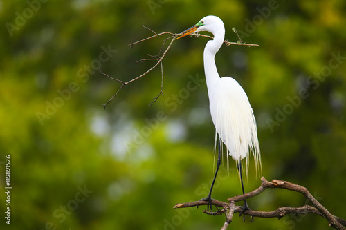 Great Egret (Ardea alba)