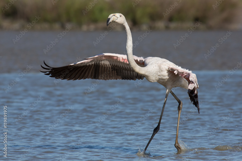 Φωτογραφία Greater flamingo with open wings (Phoenicopterus roseus), Camargue, France