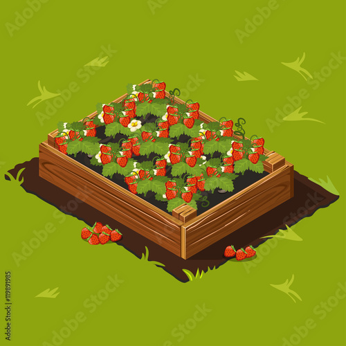 Berries Garden Wooden Box with Strawberry. Set 14