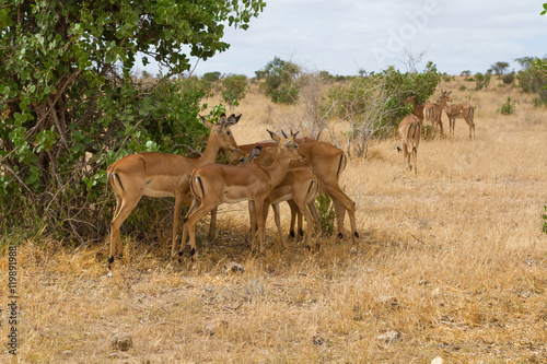 Group of impala in Tsavo Natioanl Park © Wead