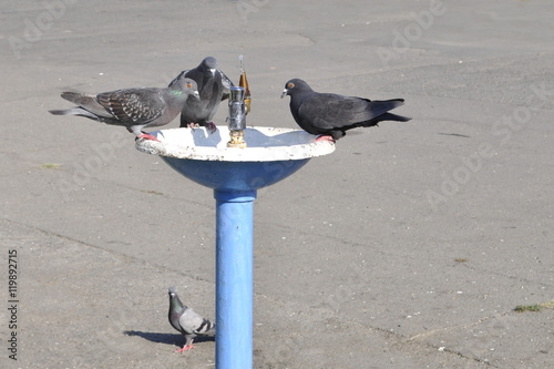 pigeons at a water fountain on a hot summer day