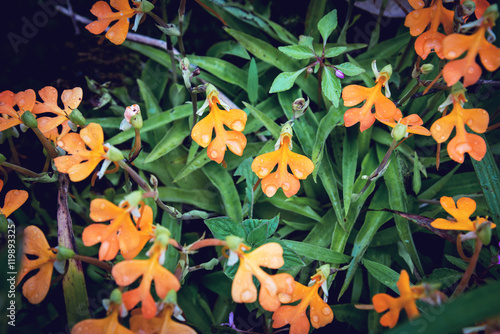 habenaria rhodocheila orange blossoms filled the background blurred. photo