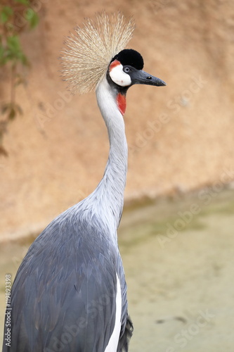 crowned cranes