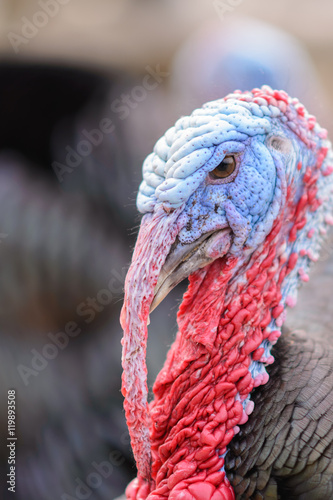 A Wild Turkey, close up