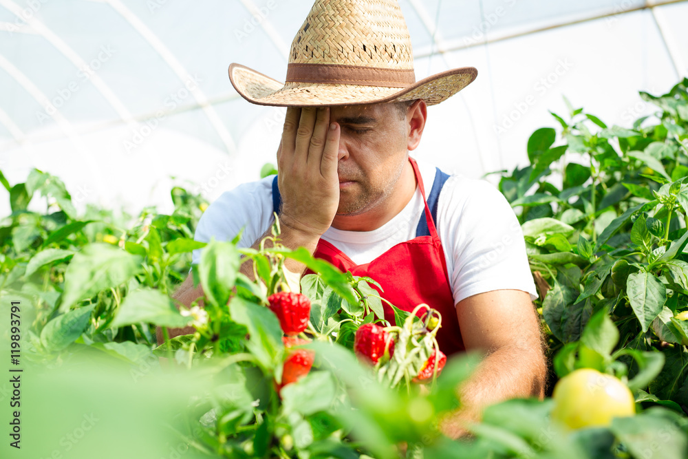 Farmer in greenhouse checking chili peppers