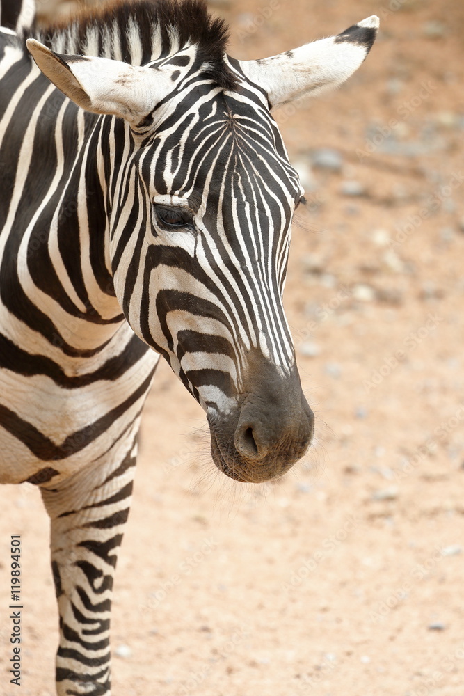 Naklejka premium zebra