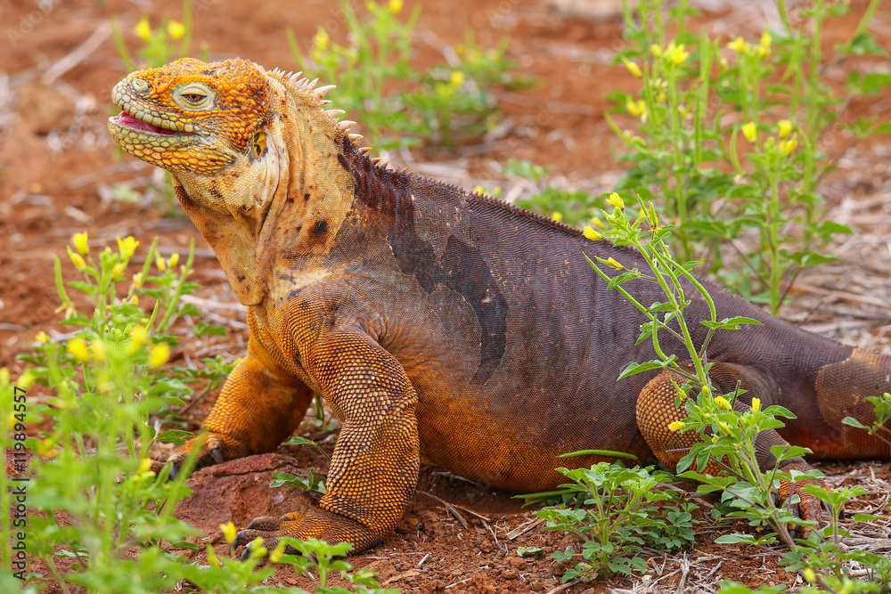 Galapagos Land Iguana on North Seymour island, Galapagos Nationa Galapagos Land Iguana on North Seymour island, Galapagos Nationa
