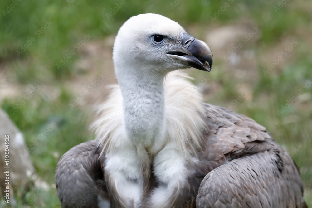 vulture snow