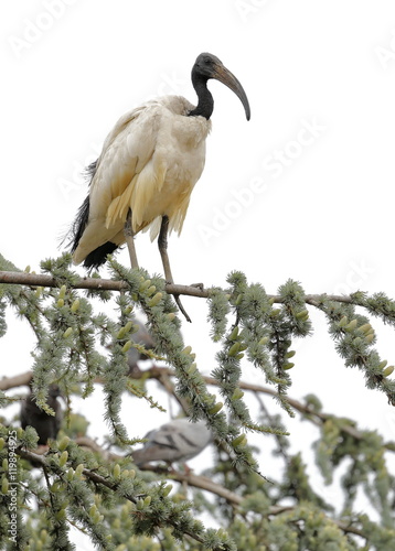 sacred ibis nile