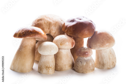 The ceps isolated