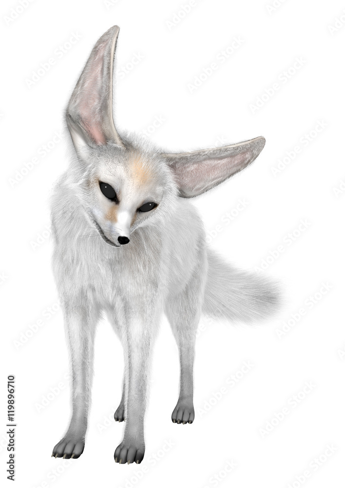Obraz premium 3D Rendering Fennec Fox on White