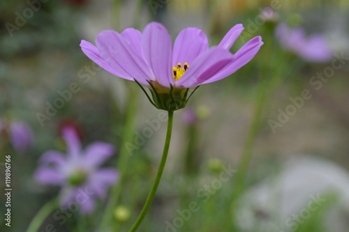 Daisy violet