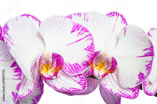 two beautiful bud on a white background photo