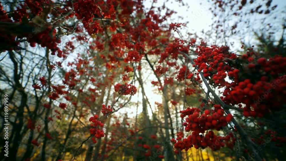 Branches of a mountain ash with red berries. Ash berry. Rowan bush Branches of a mountain ash with red berries. Ash berry. Rowan bush