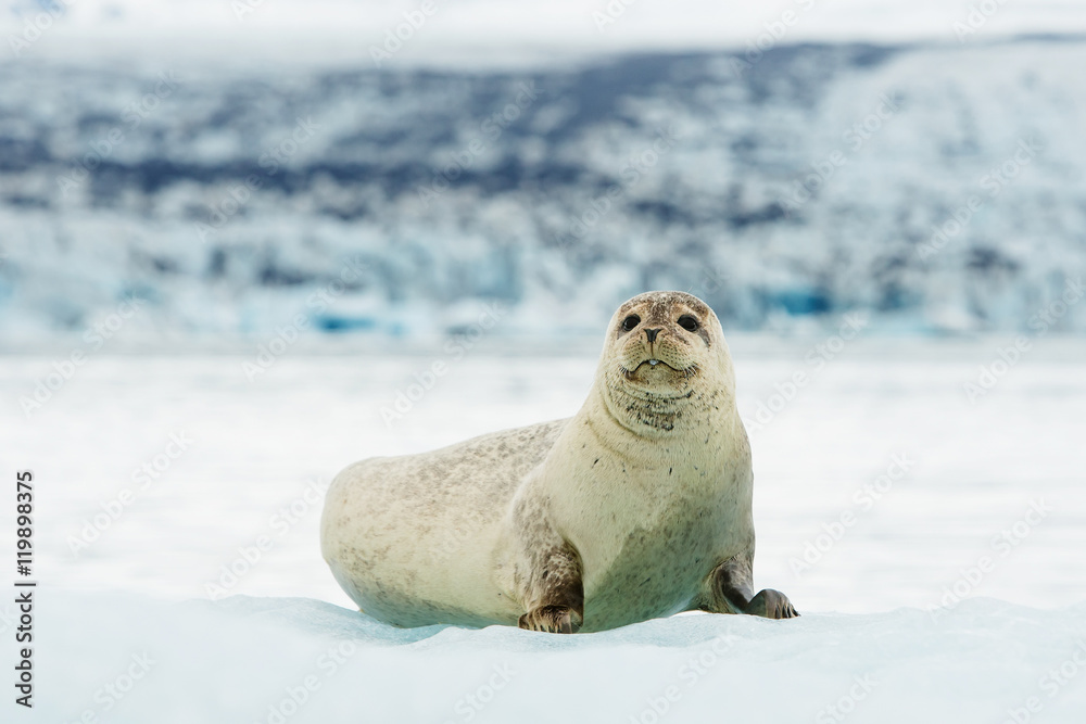Fototapeta premium Lying Bearded seal on ice in arctic Svalbard