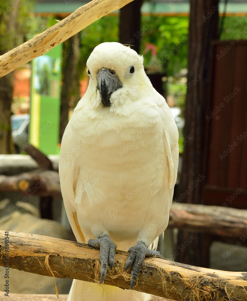 Portrait of Yellow-crested Cockatoo, Thailand Portrait of Yellow-crested Cockatoo, Thailand