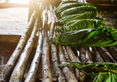 Folhas de tabaco em Cuba photo