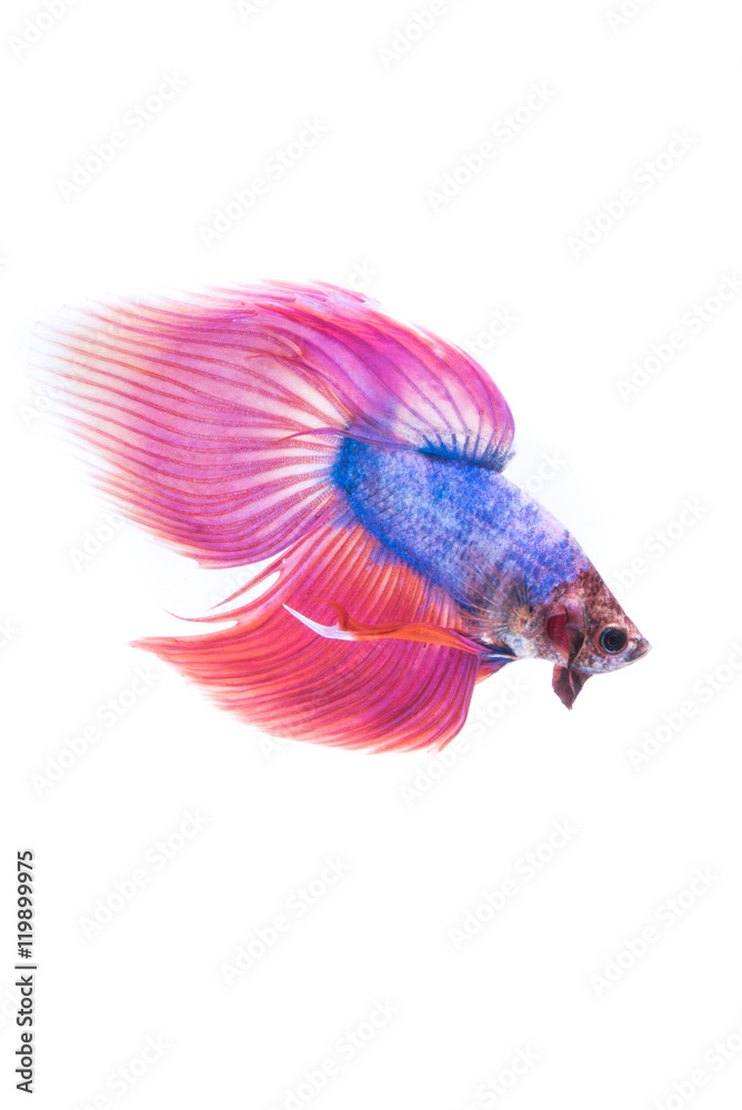 Fototapeta premium Siamese betta fish tail movement abstract background