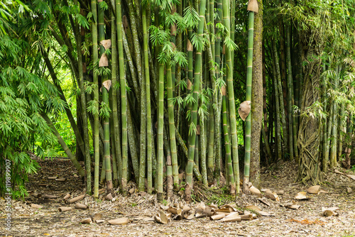 Bamboo trees