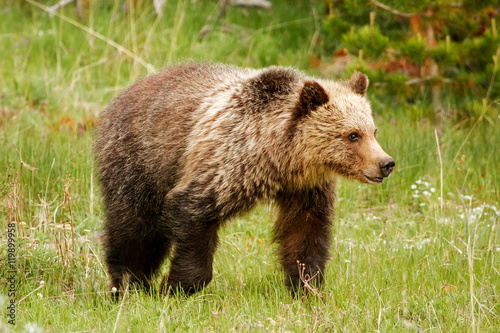 Young Grizzly bear in Yellowstone National Park, Wyoming