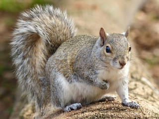 Tableau sur plexiglas Écureuil Écureuil gris sciurus carolinensis en pleine nature  © donyanedomam