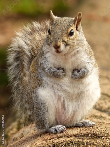 Fototapeta Eastern gray squirrel 