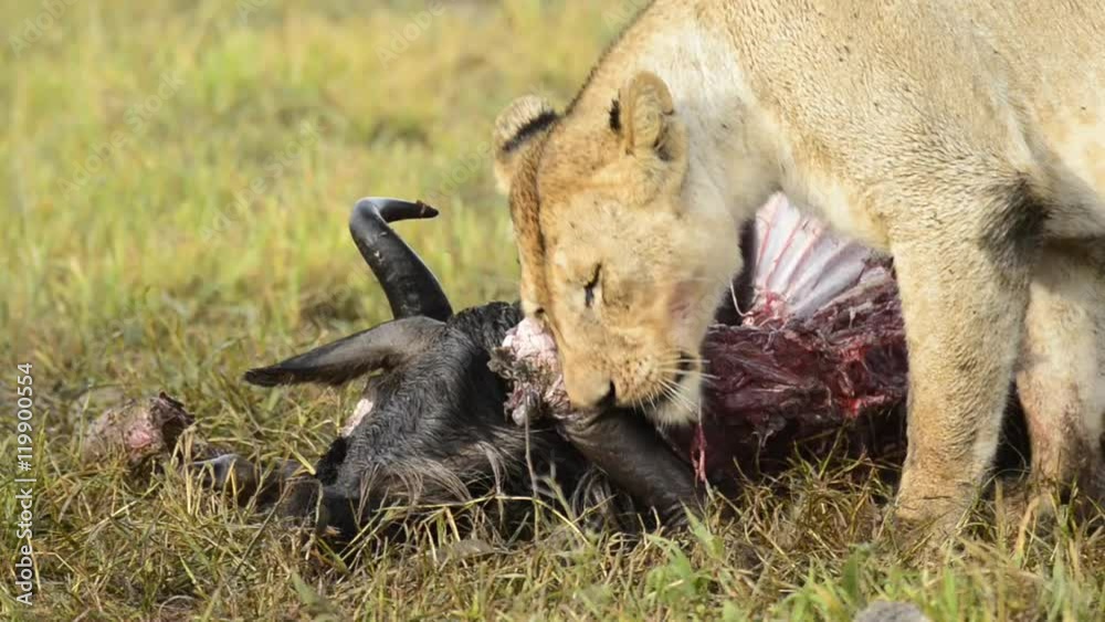 Lion (Panthera leo) feeding on a blue wildebeest (Connochaetes taurinus) being watched by Spotted hyena (Crocuta crocuta). Serengeti National Park. Tanzania Lion (Panthera leo) feeding on a blue wildebeest (Connochaetes taurinus) being watched by Spotted hyena (Crocuta crocuta). Serengeti National Park. Tanzania