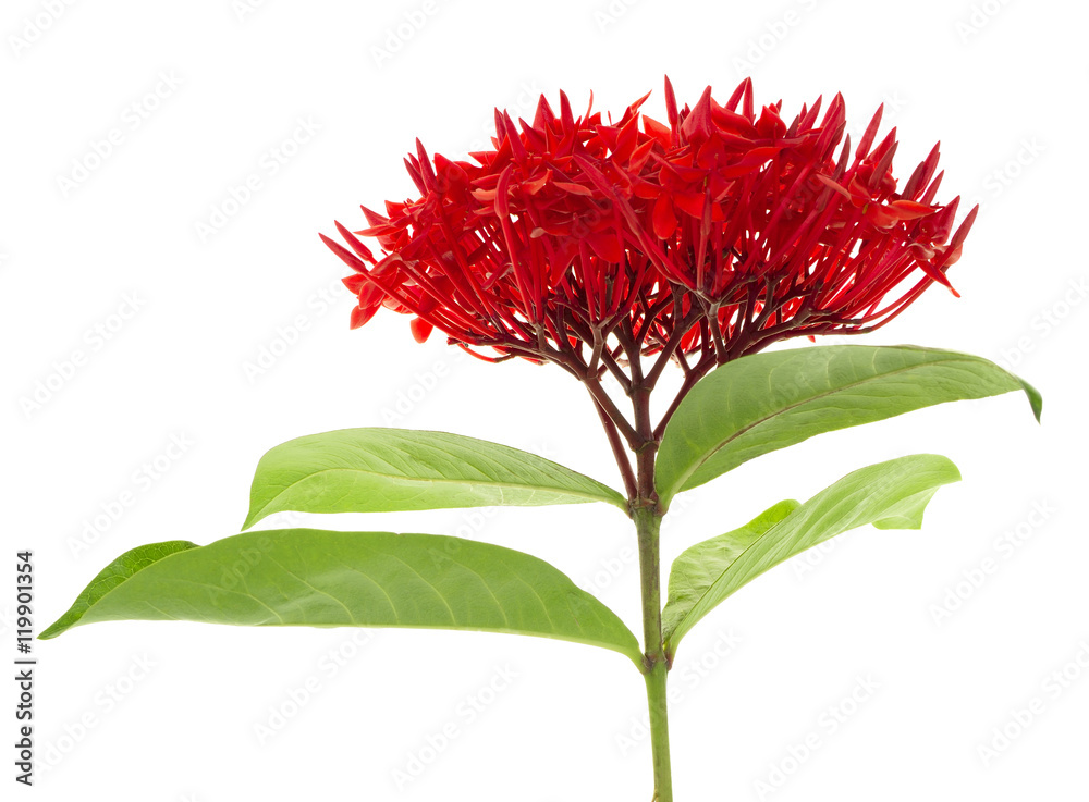 Red ixora flower isolated on white background