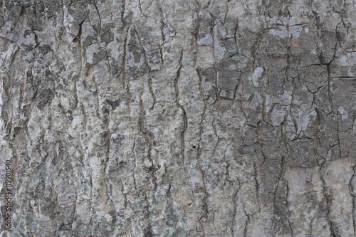 Fototapeta Naklejka Na Ścianę i Meble -  木の幹