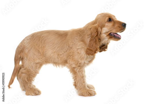 Tapety artystyczne puppy cocker spaniel in studio