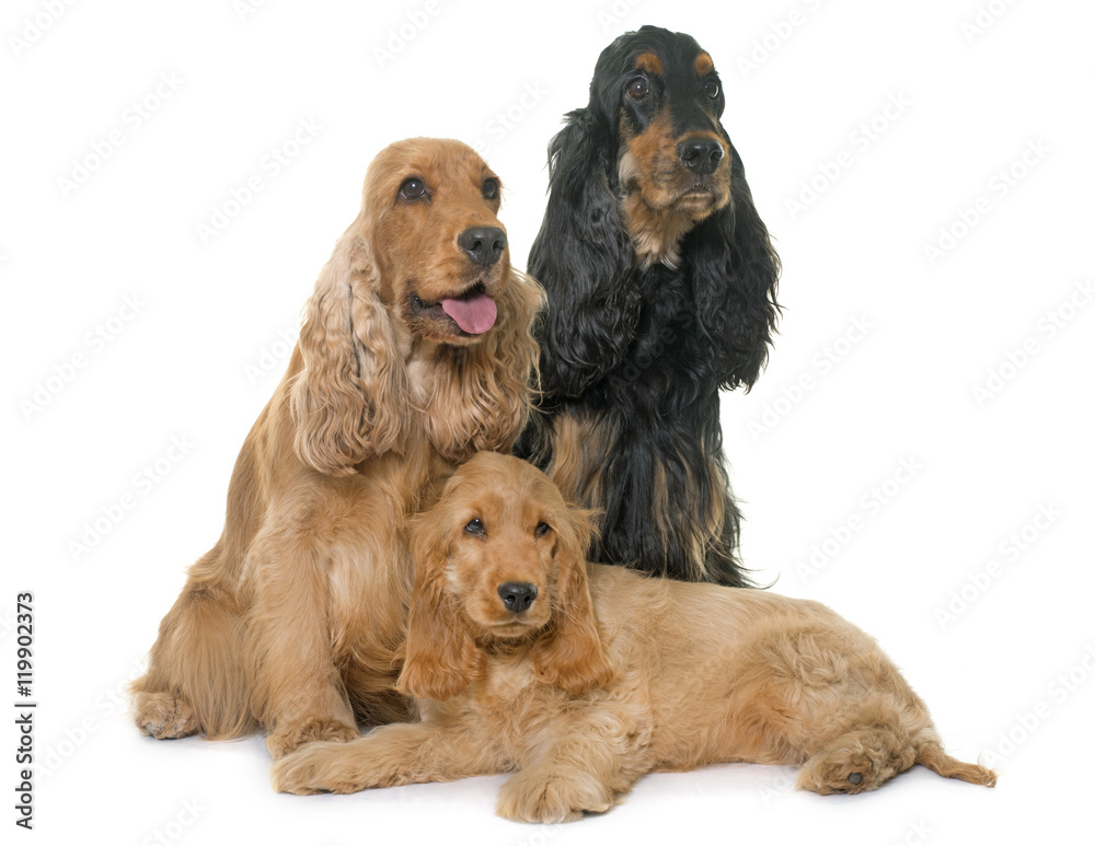 three cocker spaniel in studio