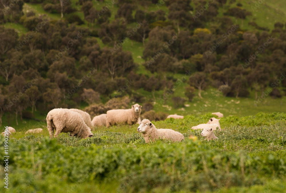 Naklejka premium Australian Agriculture Landscape Group of Sheep in Paddock