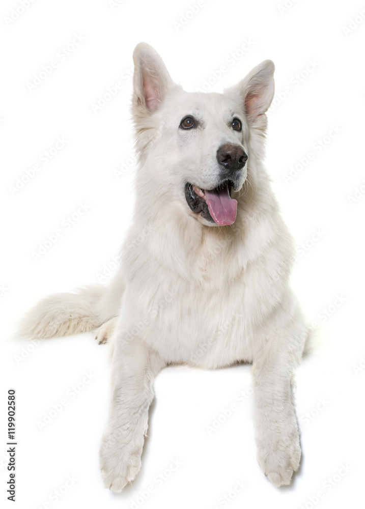 white swiss shepherd white swiss shepherd
